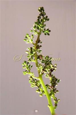   Inflorescence